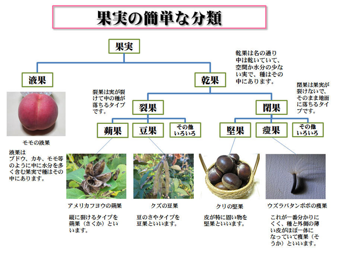 果実の主な種類と実例の図解