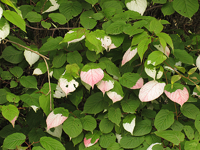 ミヤママタタビの葉はピンクになります