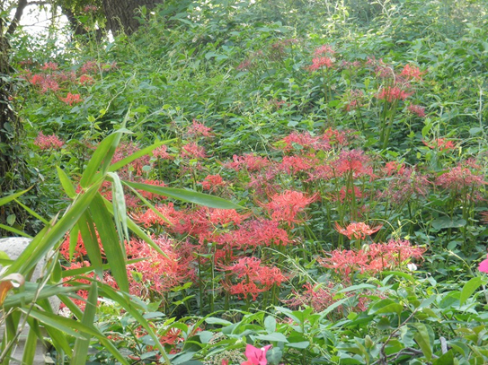 湖北省の揚子江周辺に咲くヒガンバナ