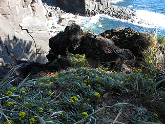 イソギクが咲く海岸の岩場