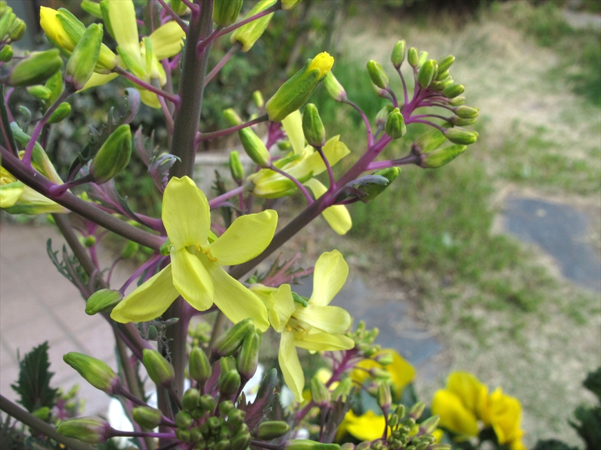 ナノハナに似たハボタンの花